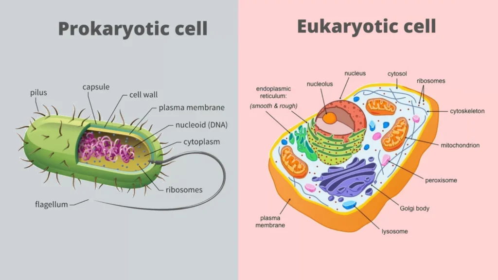 cells