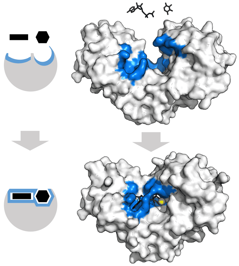 How enzymes work