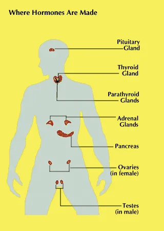 Where hormones are made in the body?