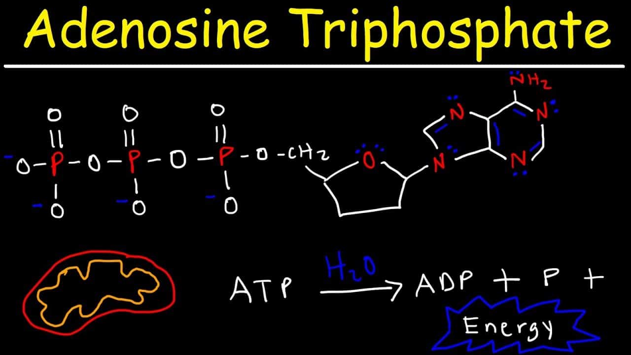 adenosine triphosphate