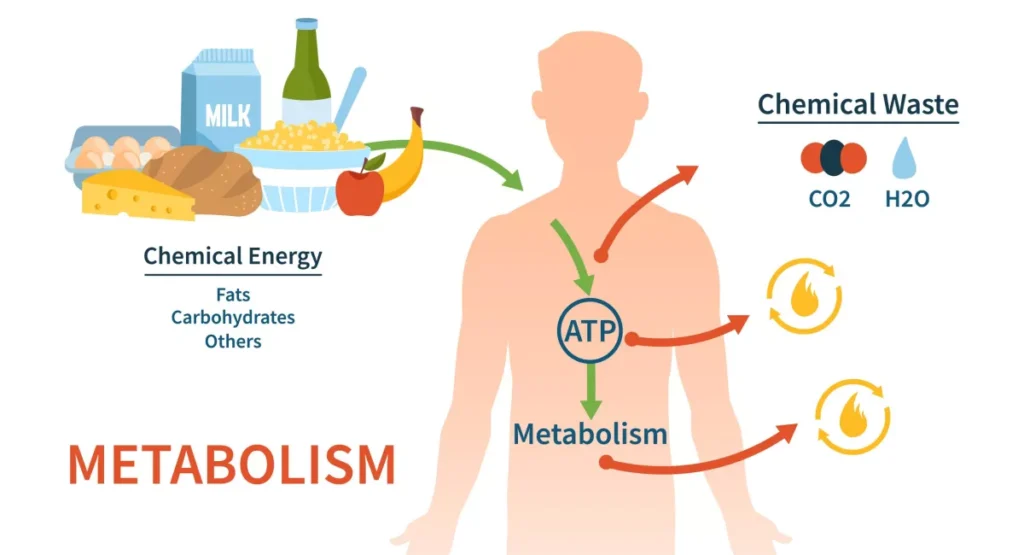 Metabolism energy